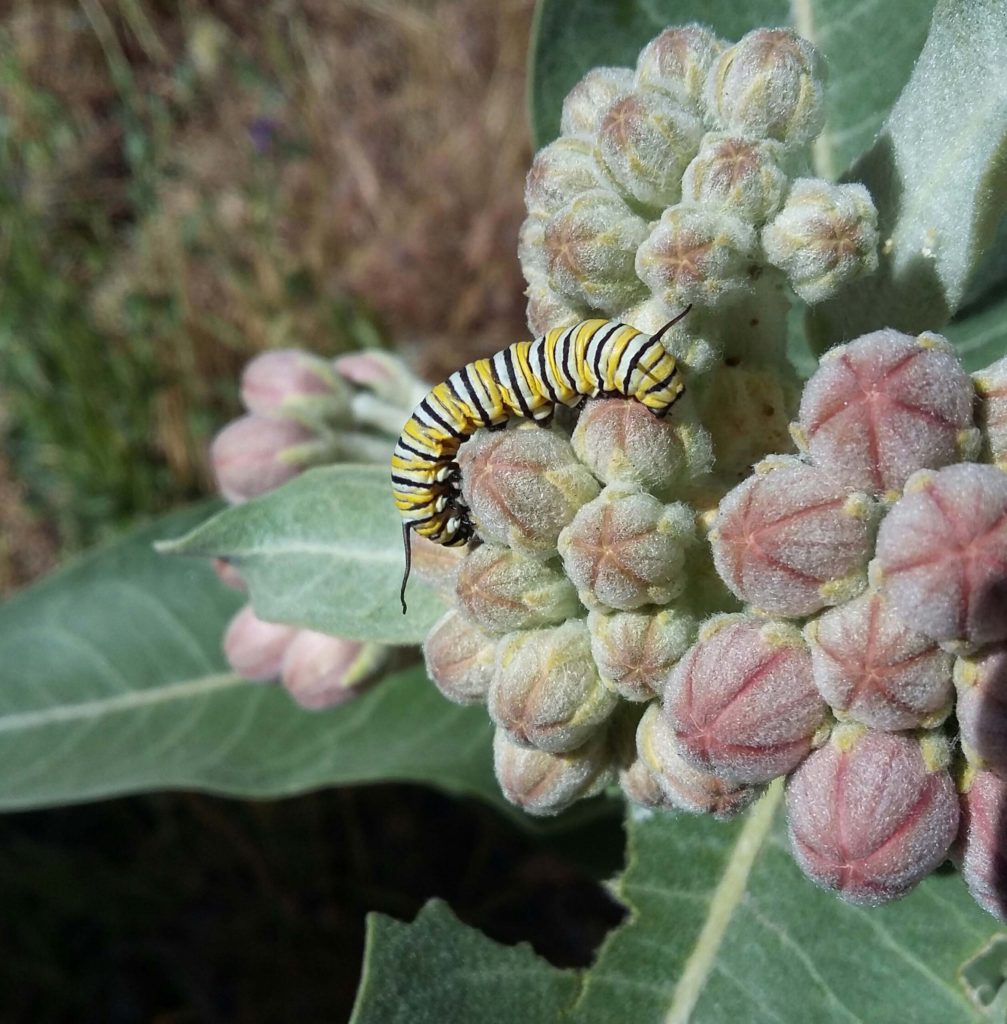 Showy Milkweed Seed Pack