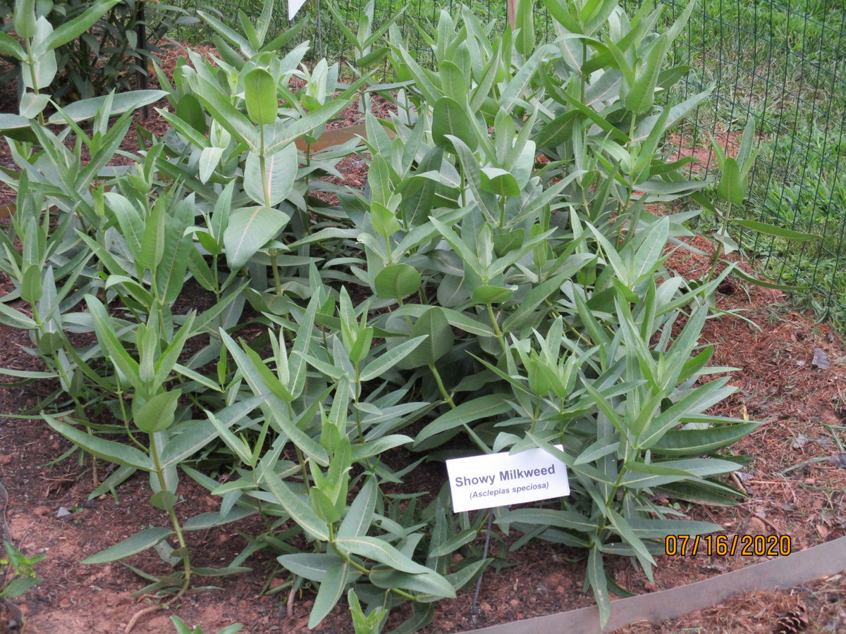 Showy Milkweed Seed Pack