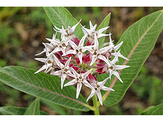 Showy Milkweed Seed Pack