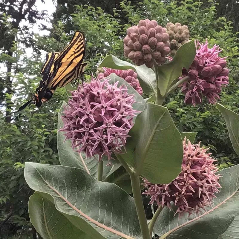 Showy Milkweed Seed Pack