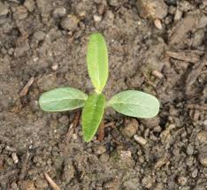 Showy Milkweed Seed Pack