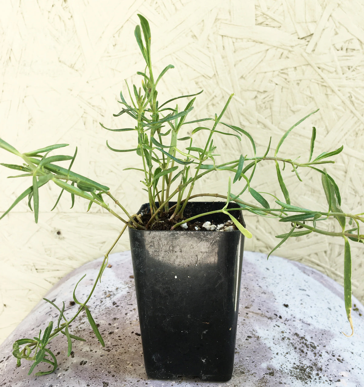 Showy Milkweed Seed Pack